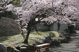 桜満開の風景